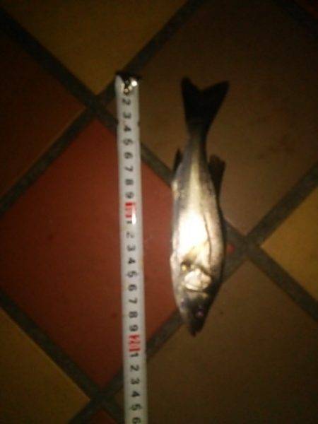 本日の獲物はタモ！？  ～辰巳一付近～