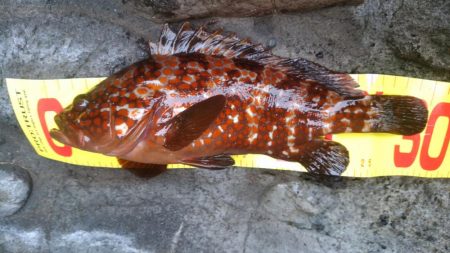 アコウの釣り納めに行ってきました！