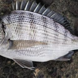 久しぶりの昼～夕方釣行