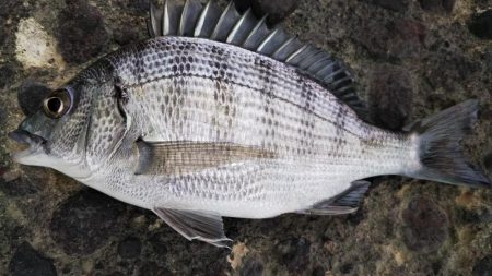 久しぶりの昼～夕方釣行