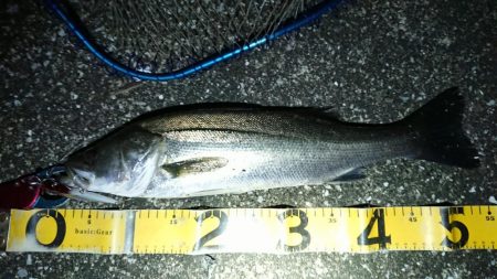 デカシーバス無念のラインブレイク…