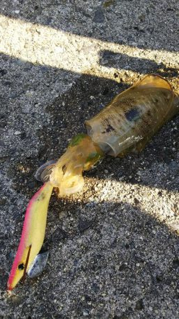 teamゲッソー調査隊