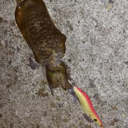 teamゲッソー調査隊