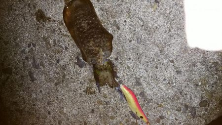 teamゲッソー調査隊