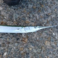 アジングでダツ!