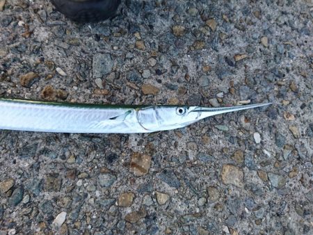 アジングでダツ!