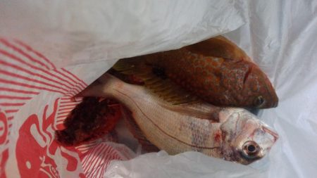 ロックショアジギ