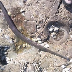 ロックショアジギ