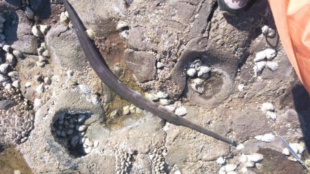 ロックショアジギ