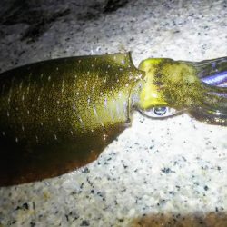 ランガンエギング