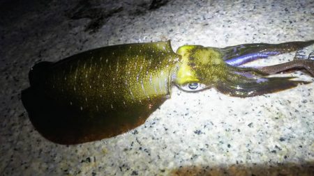 ランガンエギング