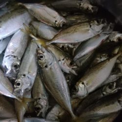 食材getアジング