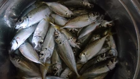 食材getアジング