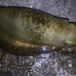 ケンサキング？