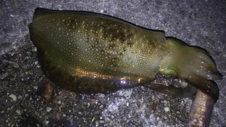 ケンサキング？