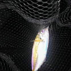 サヨリの絨毯で…