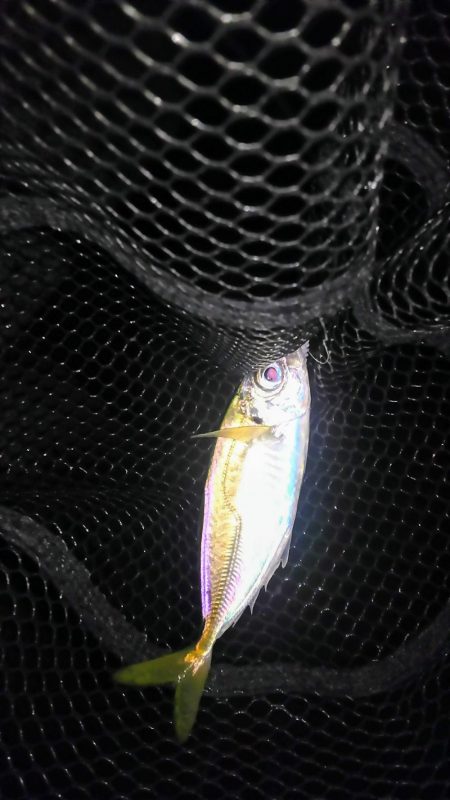 サヨリの絨毯で…