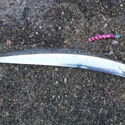 サゴシ狙いやめて太刀魚狙い