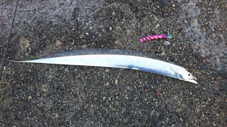 サゴシ狙いやめて太刀魚狙い