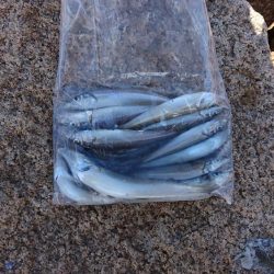 秋の落ちギス～