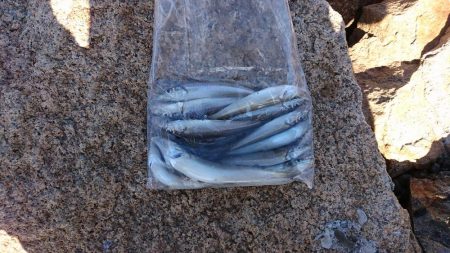 秋の落ちギス～