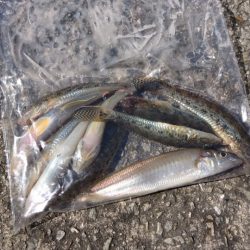 終わりのキス・・・そしてハゼ