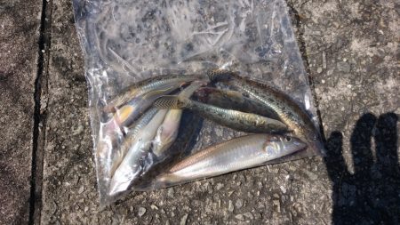 終わりのキス・・・そしてハゼ