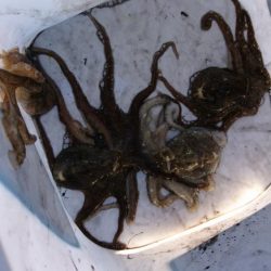 今年初イイダコ