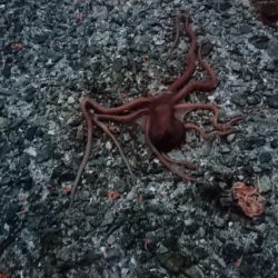 結局いつものやつら