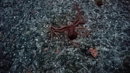 結局いつものやつら