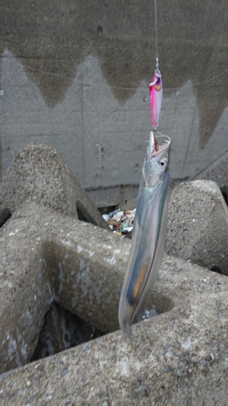 タチウオはたくさん2