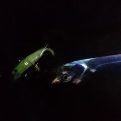 台風後の泉大津エリア遠征