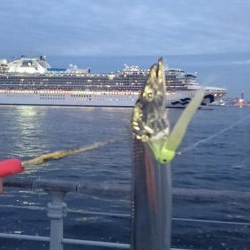 南港タチウオ渋い