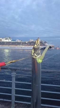 南港タチウオ渋い