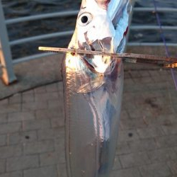 今ｼｰｽﾞﾝ初の夕まずめ釣行