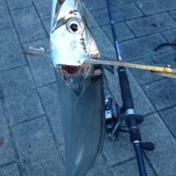 連日のタチウオ釣行