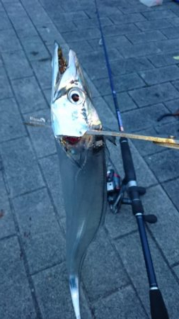 連日のタチウオ釣行