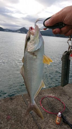 サゴシきてますね〜(エソも)