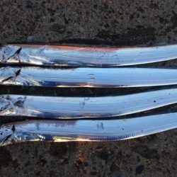 南港タチウオやっぱりまだ渋い