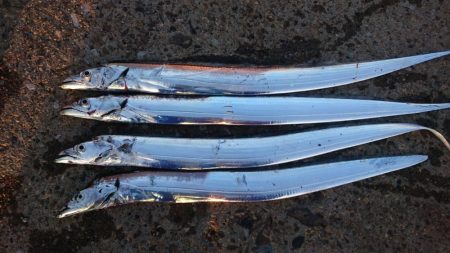 南港タチウオやっぱりまだ渋い