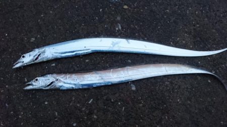 タチウオ釣行 絶不調