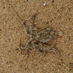 イイダコ・アジ