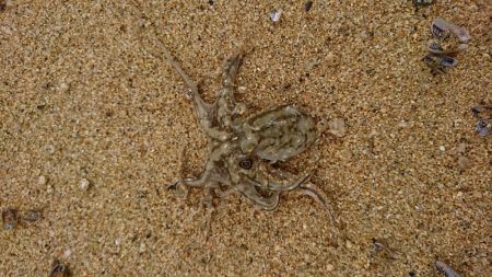 イイダコ・アジ