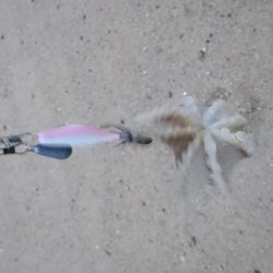 スッテDEフラット？