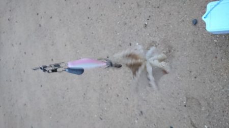 スッテDEフラット？