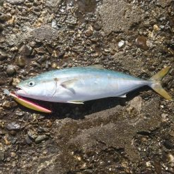 ブルーランナー