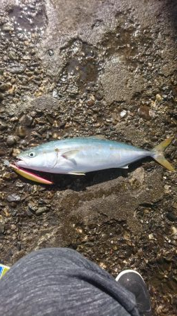 ブルーランナー