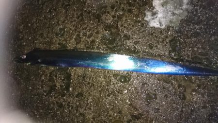 俺のタチ魚はすごいんです