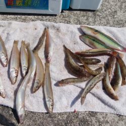 津井海岸でキス狙い