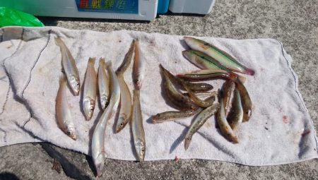 津井海岸でキス狙い